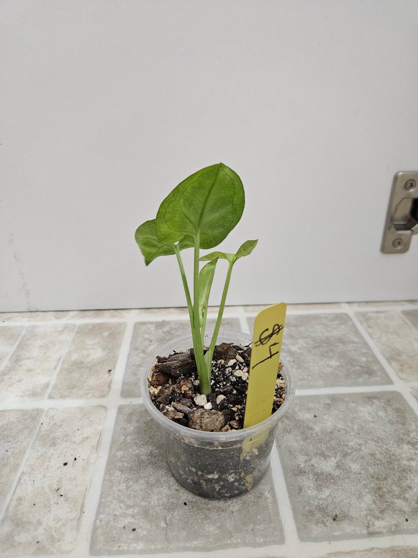 Gold Allusion Syngonium