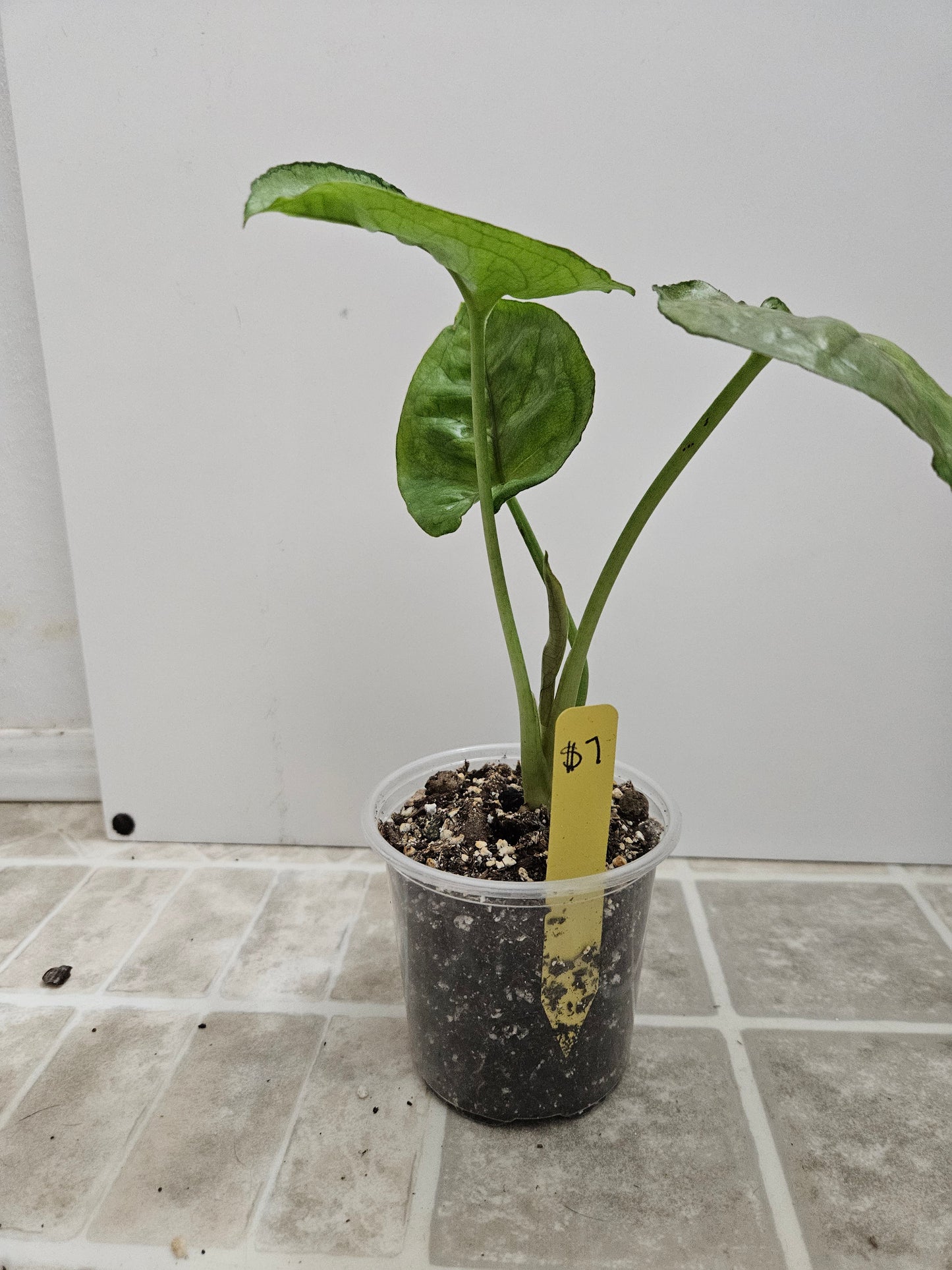 Mango Allusion Syngonium