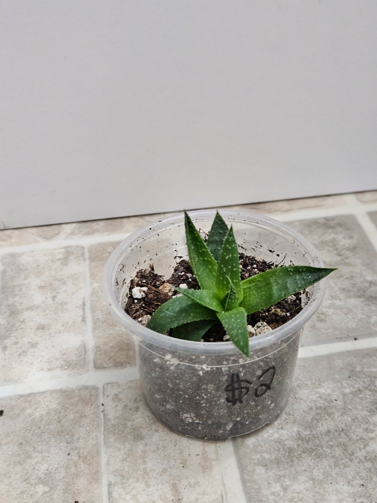 Haworthia