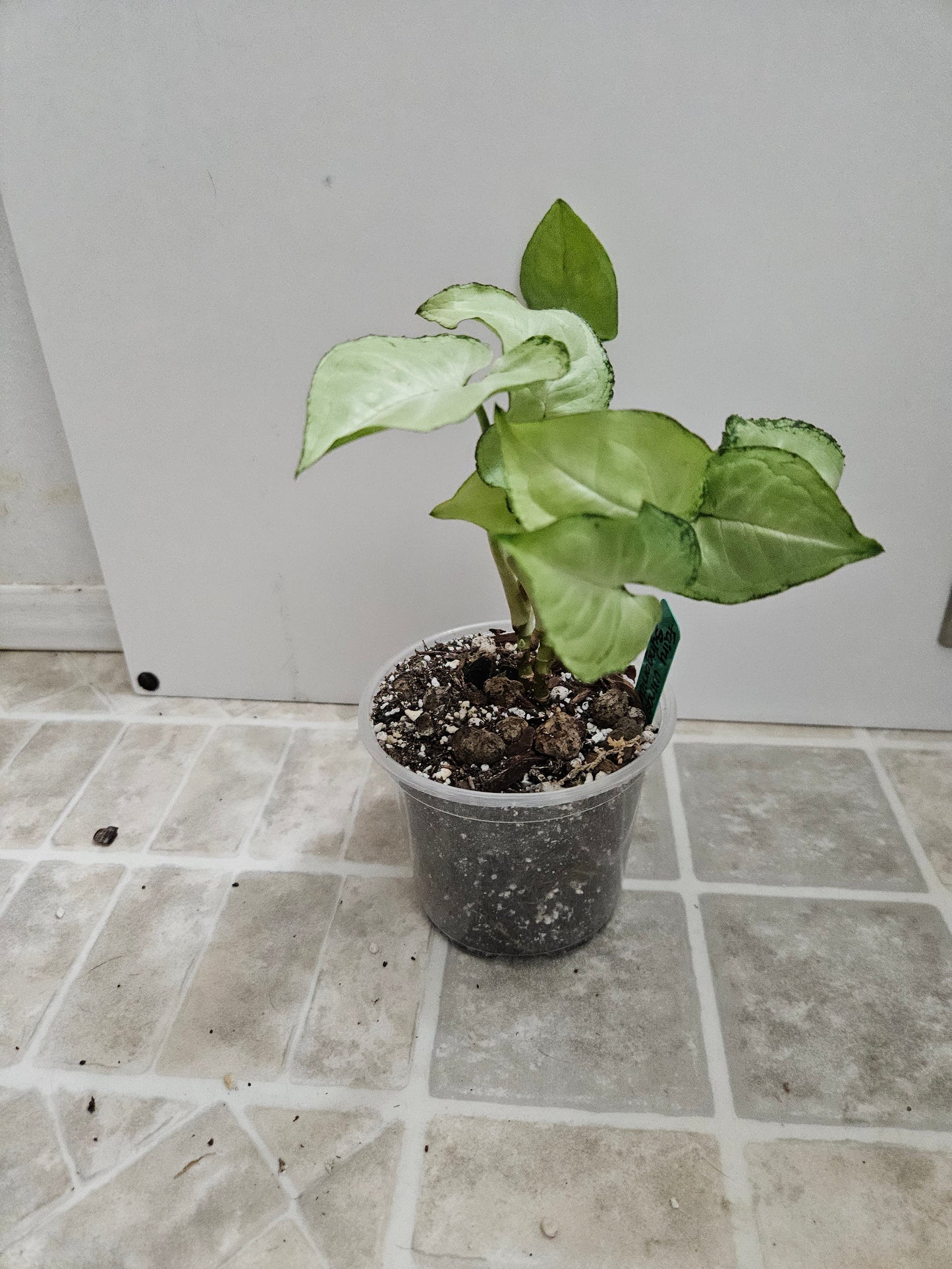 Fairy WIngs Syngonium