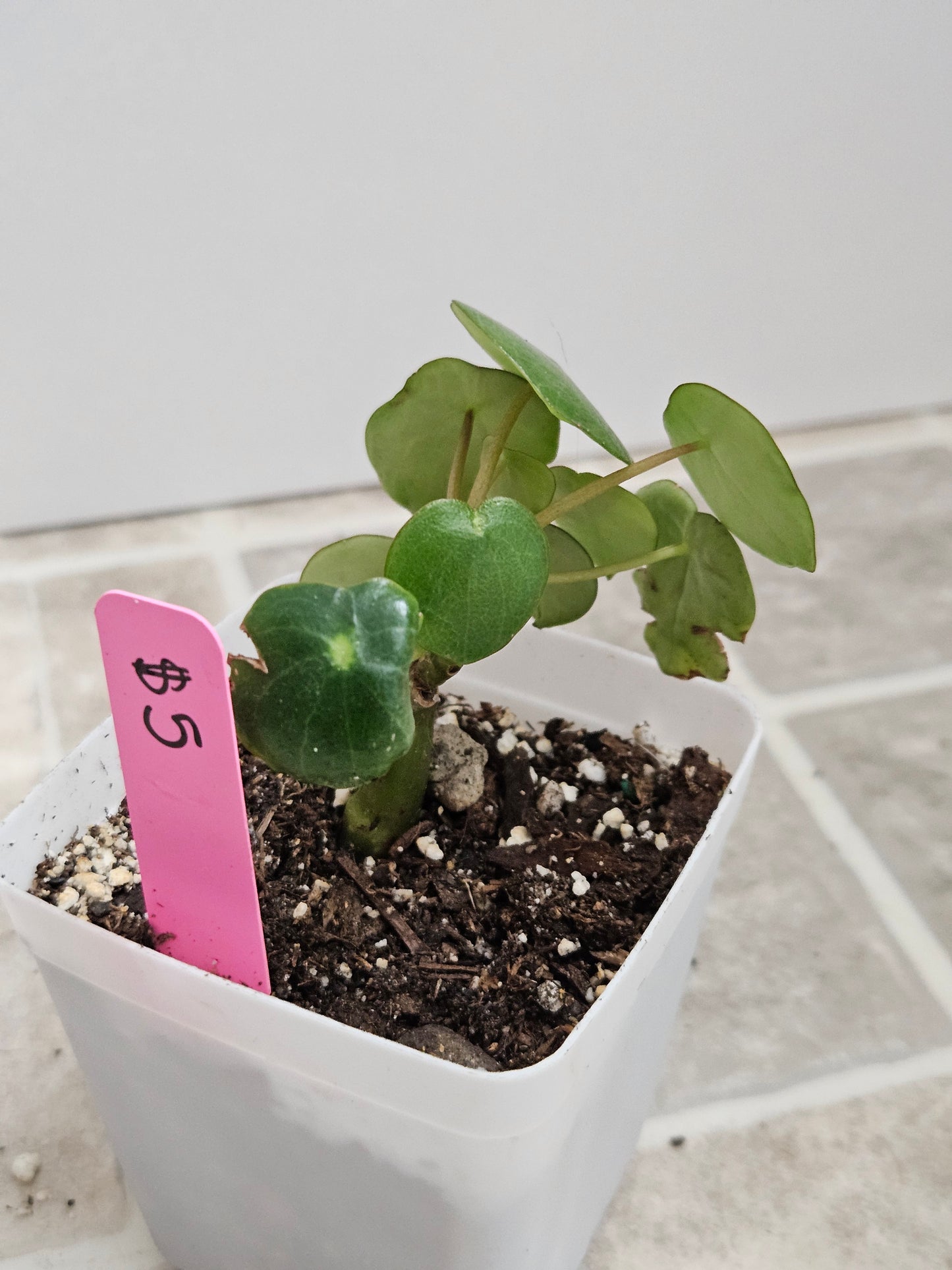 Rain Drop Peperomia