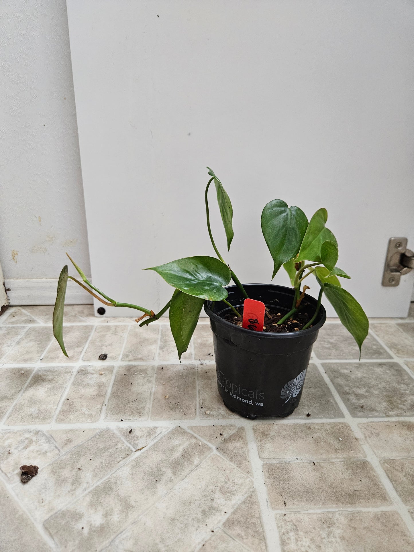 Green Heart leaf Philodendron