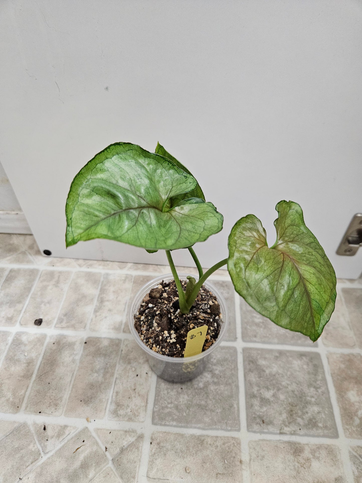Mango Allusion Syngonium