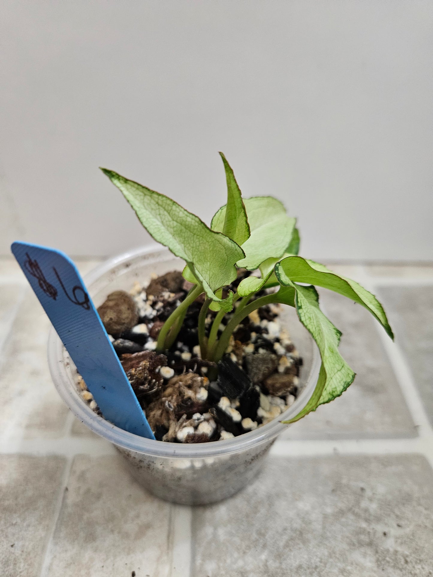 Silver Fox Syngonium