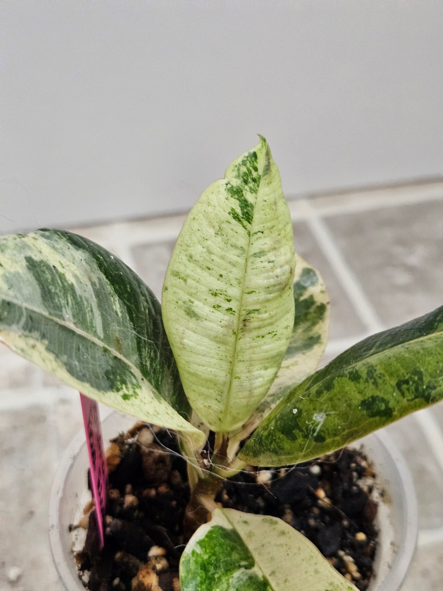 Ficus Shivereana Moonshine