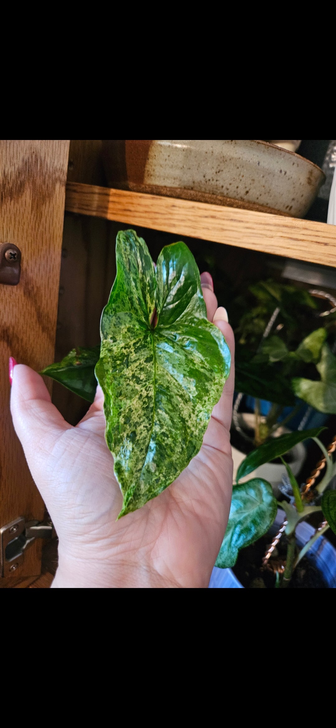 Mojito Syngonium