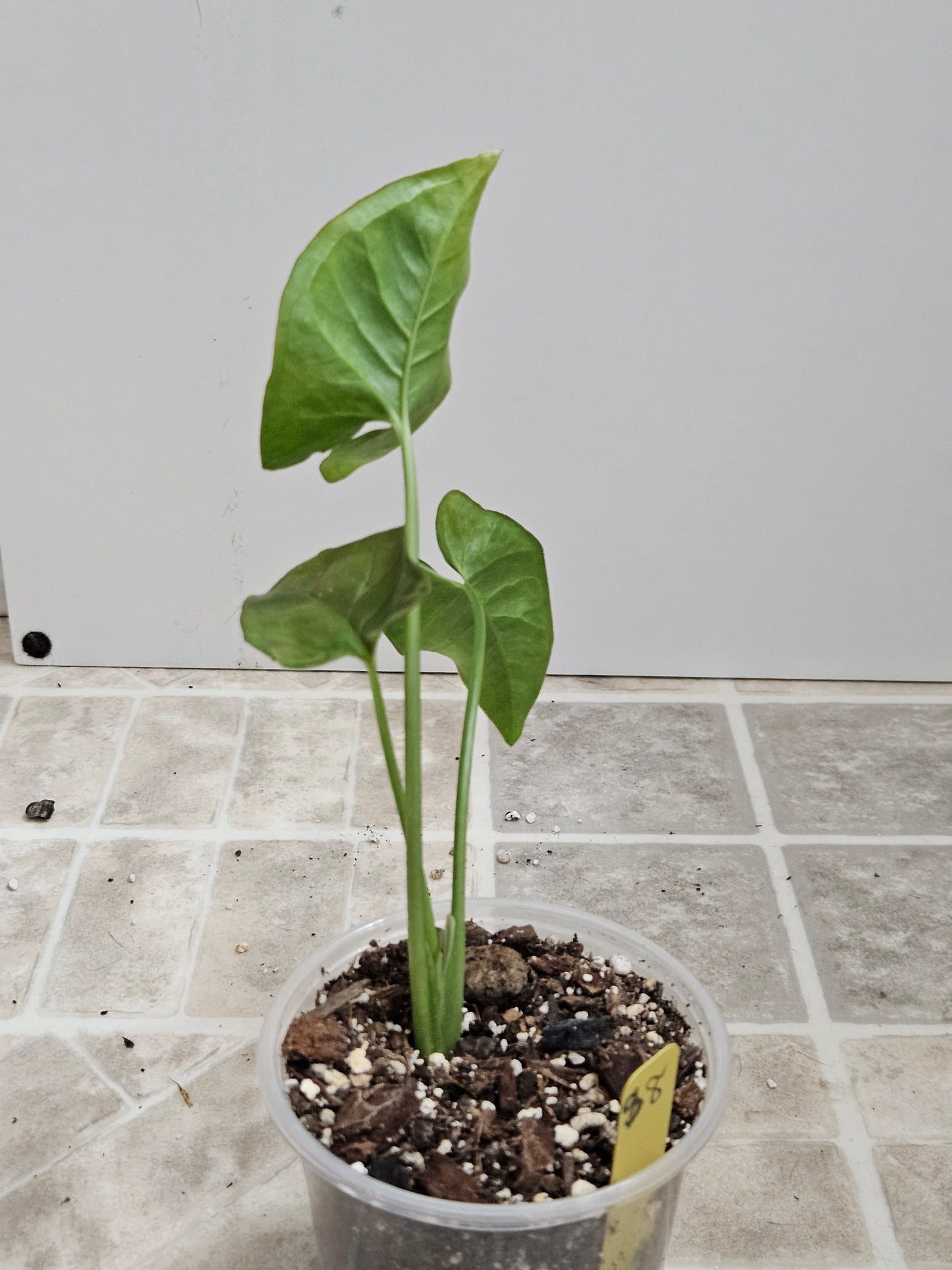 Pink Splash Syngonium