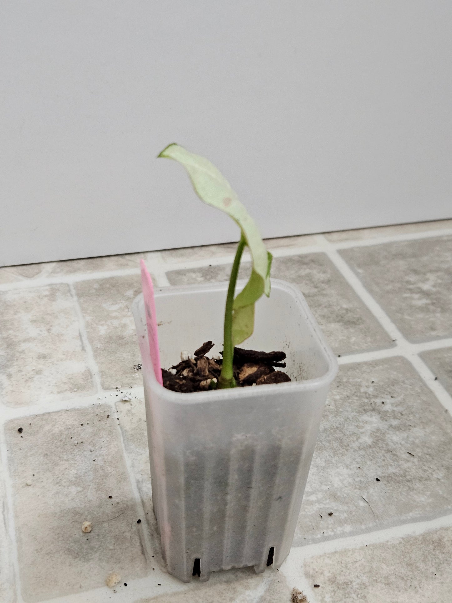 Milk Confetti Syngonium
