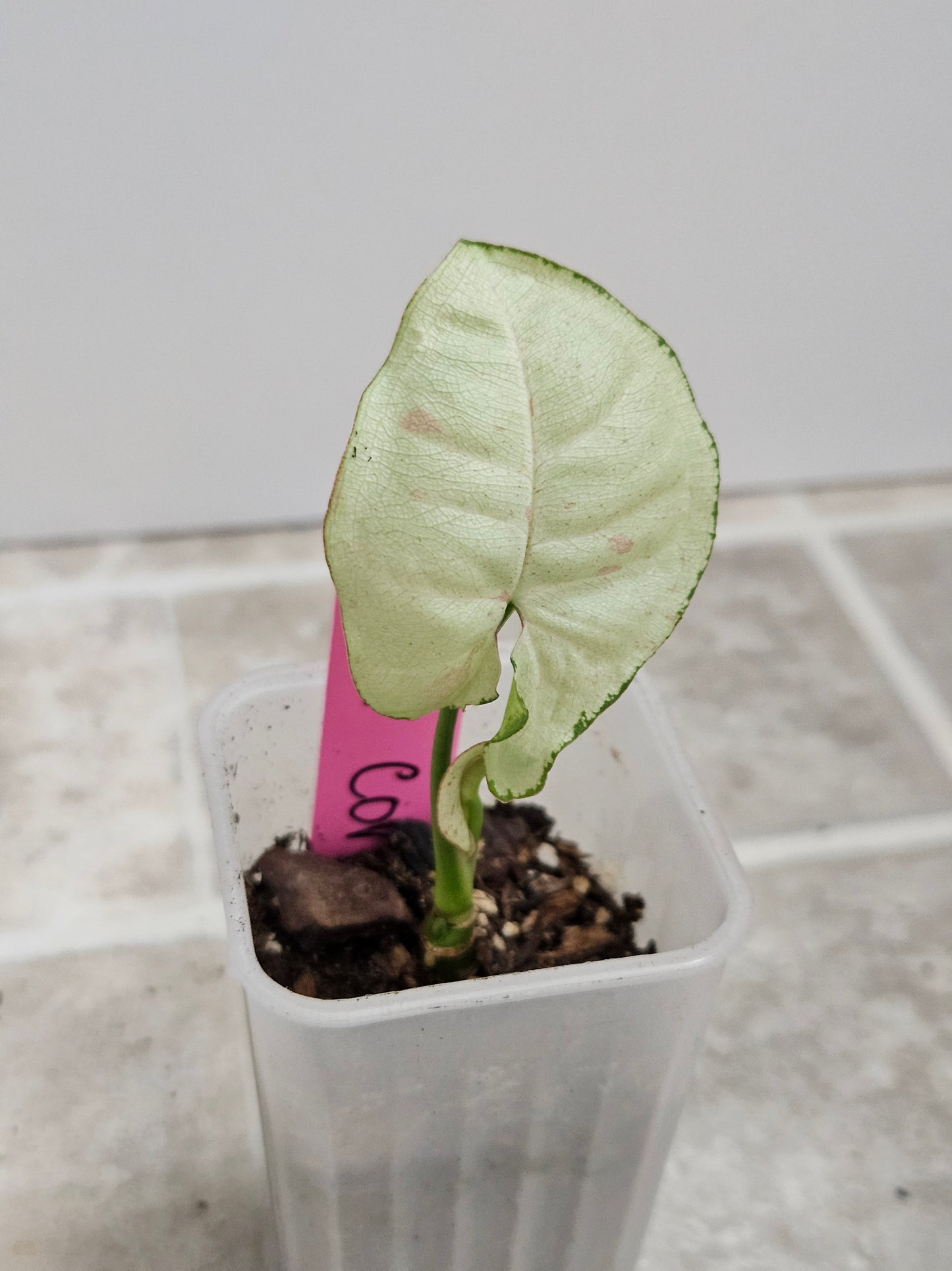 Milk Confetti Syngonium