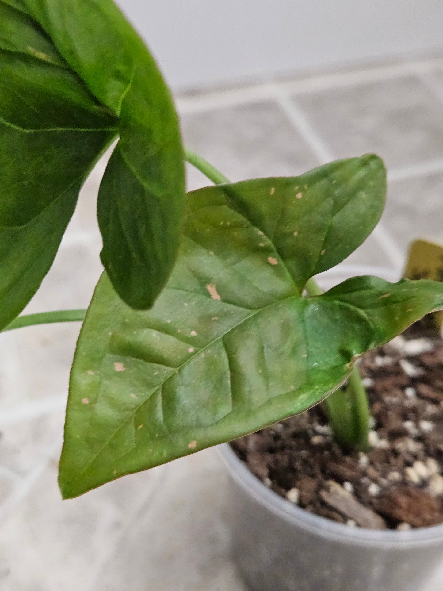 Pink Splash Syngonium