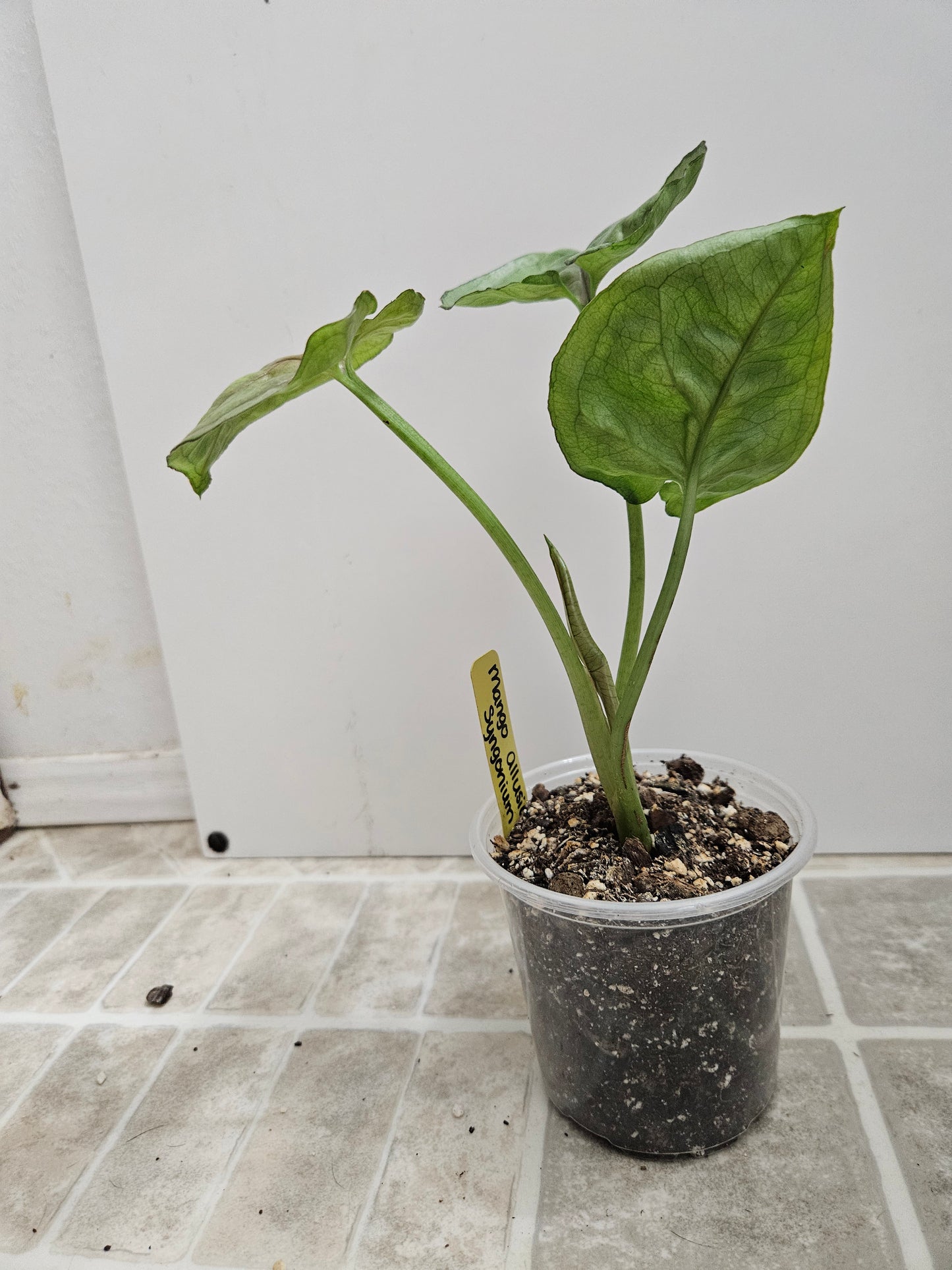 Mango Allusion Syngonium
