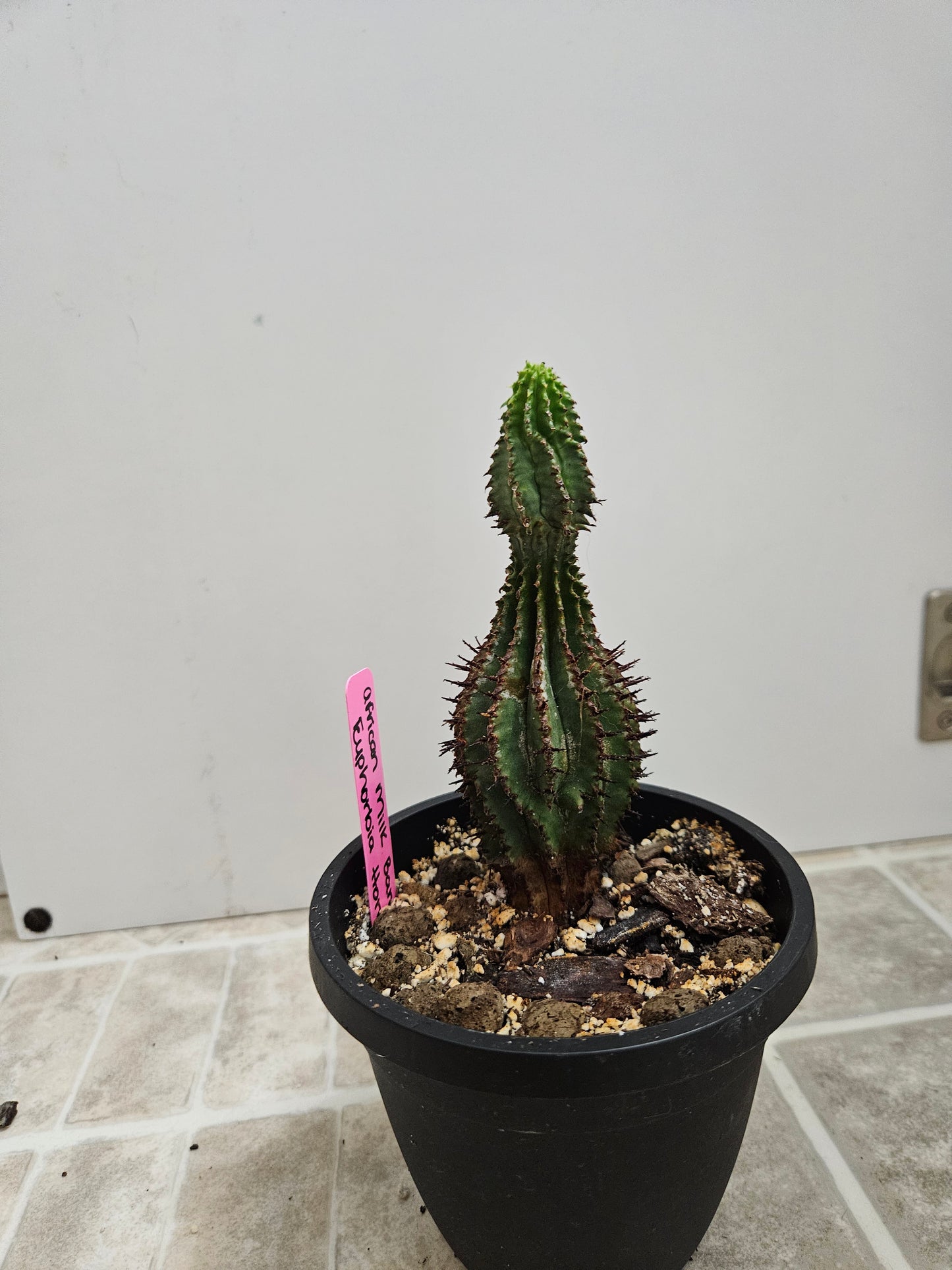 African Milk Barrel Cactus