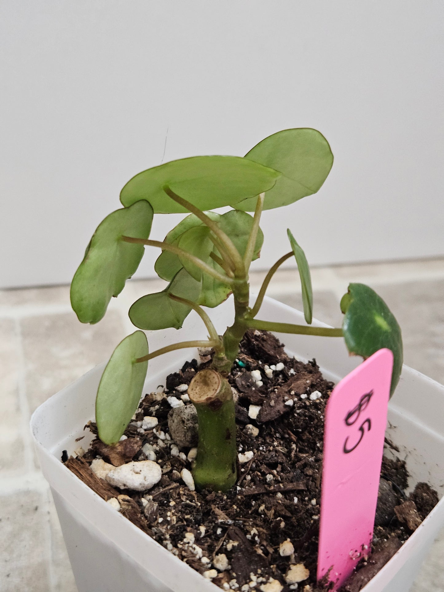 Rain Drop Peperomia