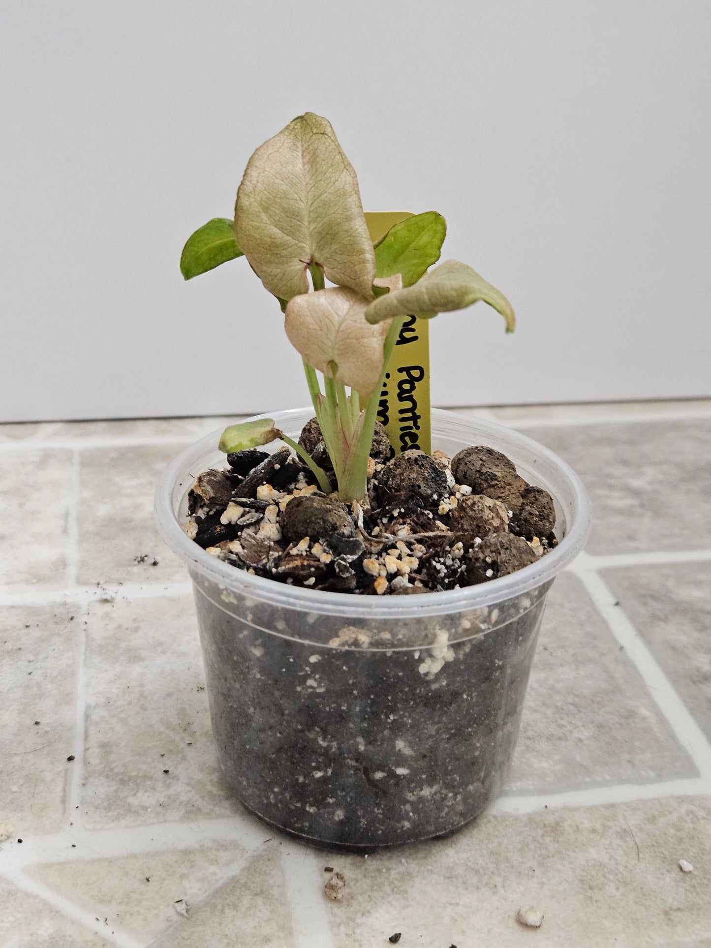Granny Panties Syngonium