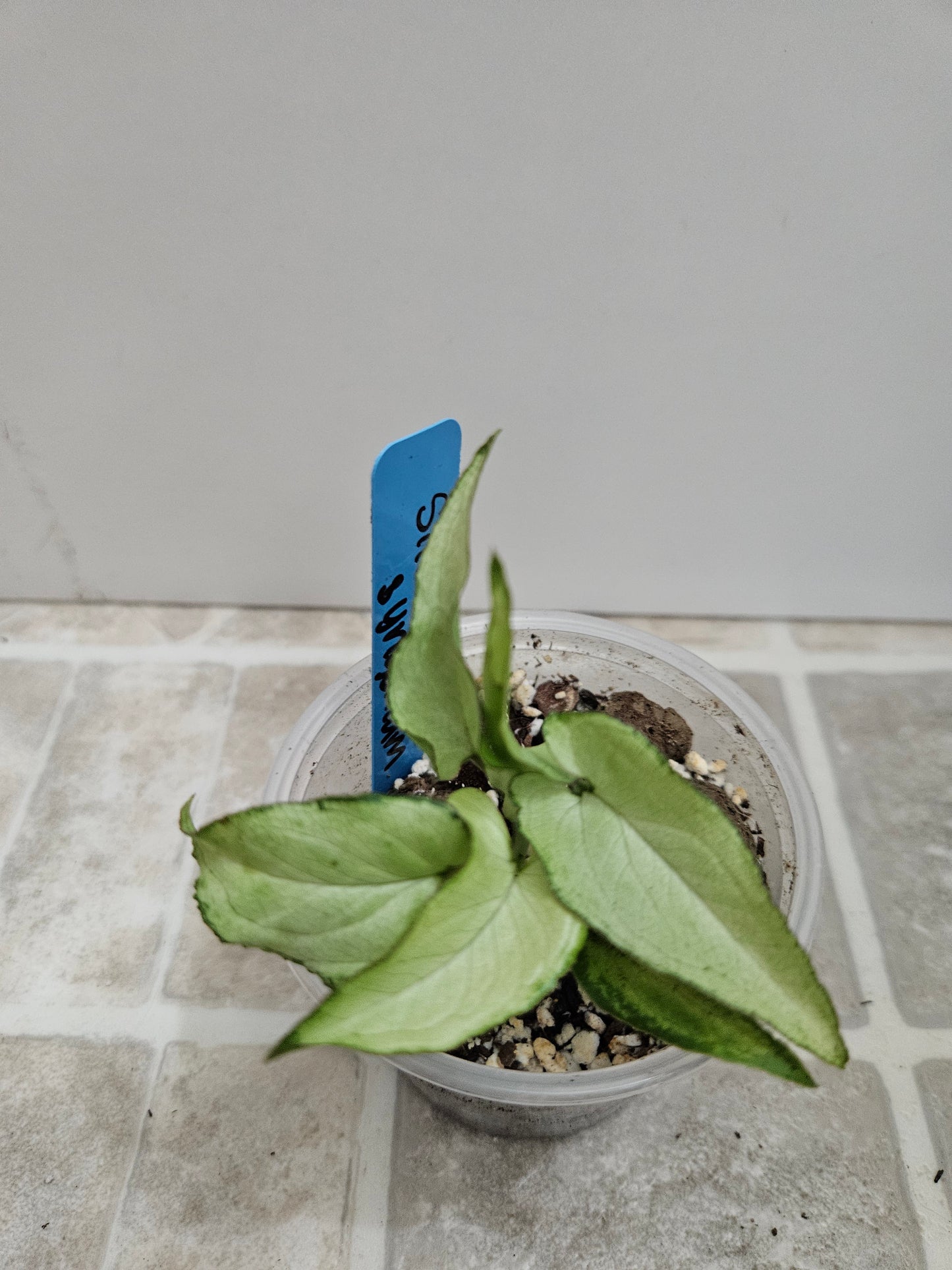 Silver Fox Syngonium