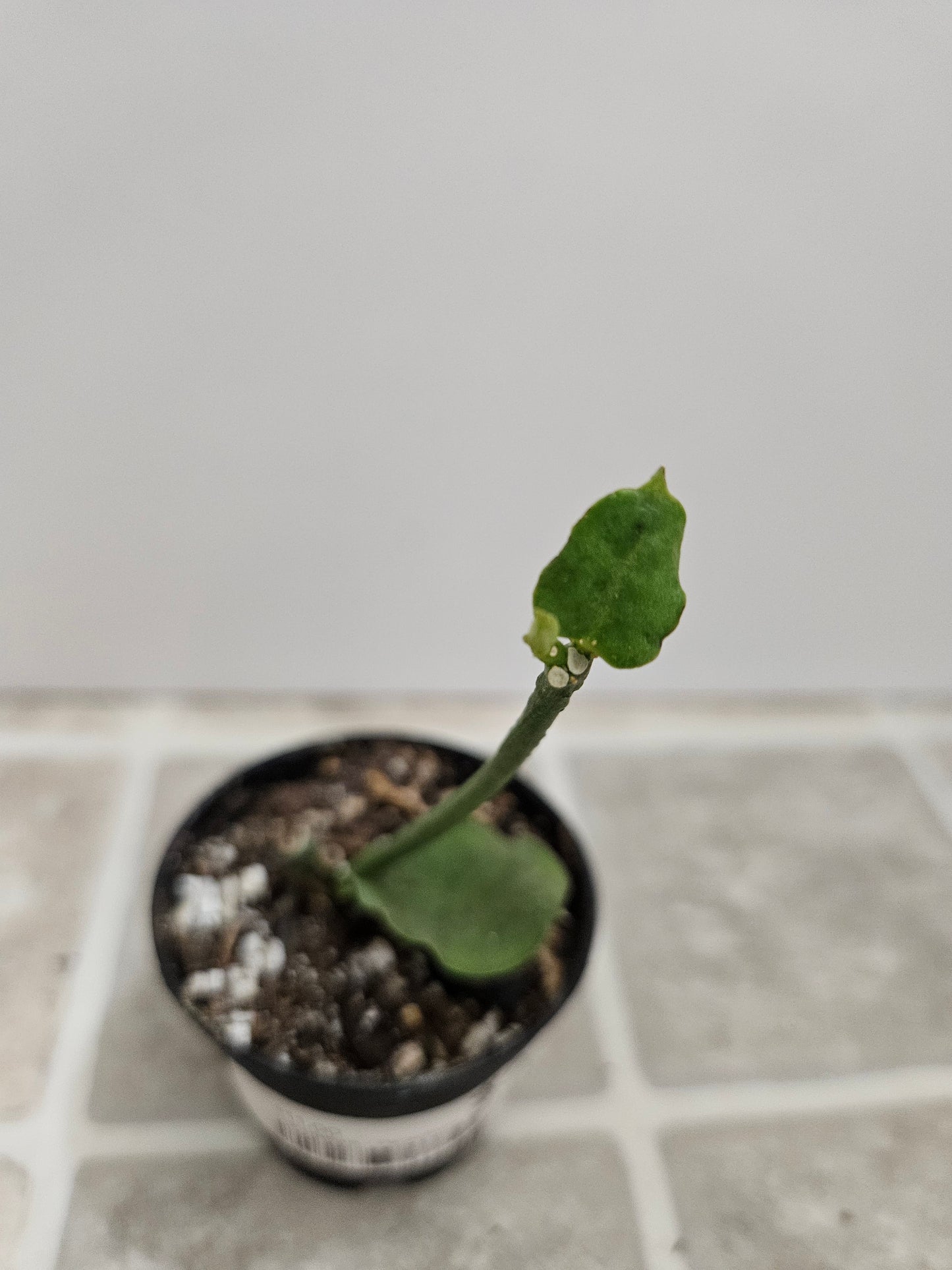 Parachute plant