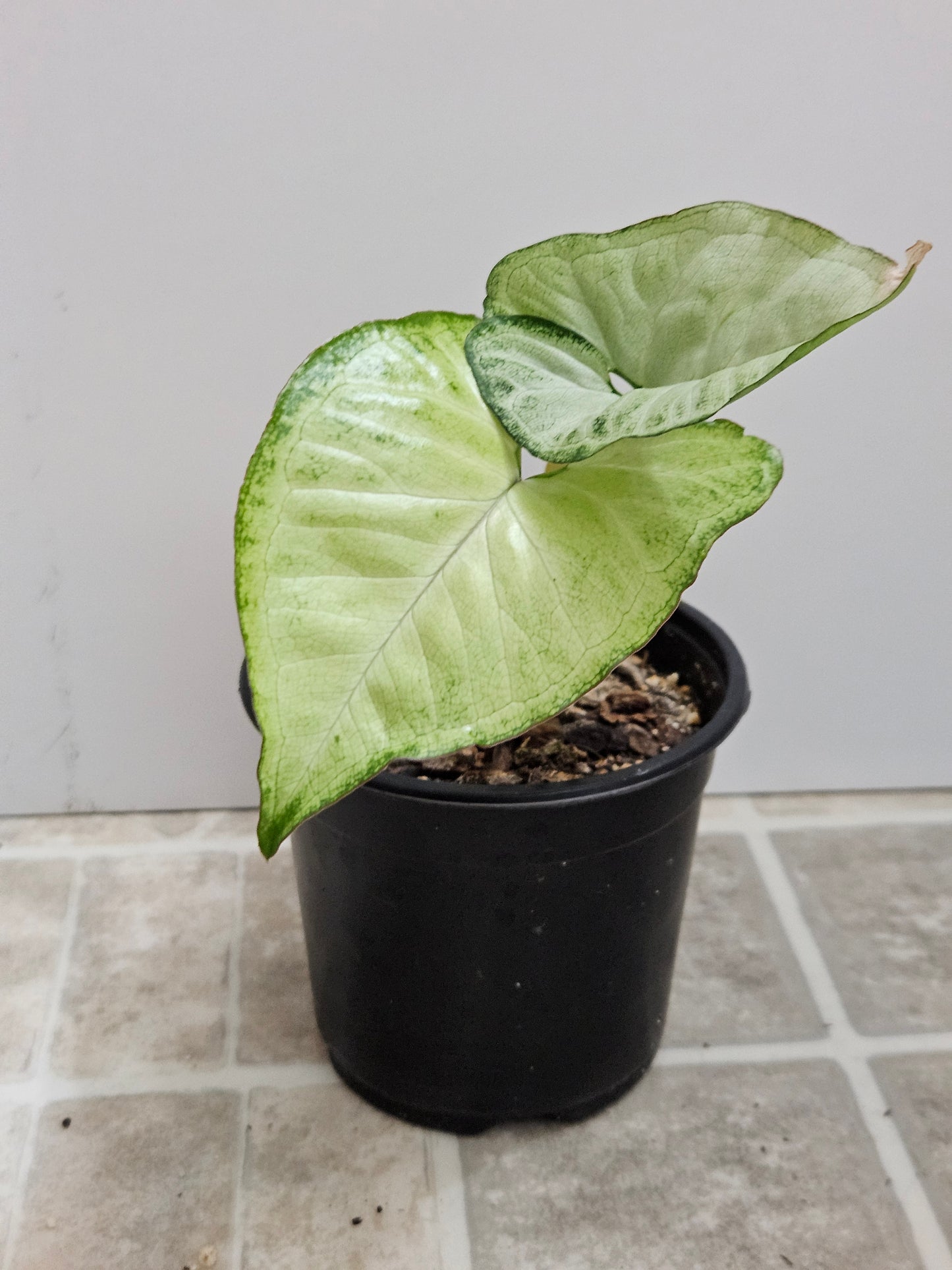 White Butterfly Syngonium
