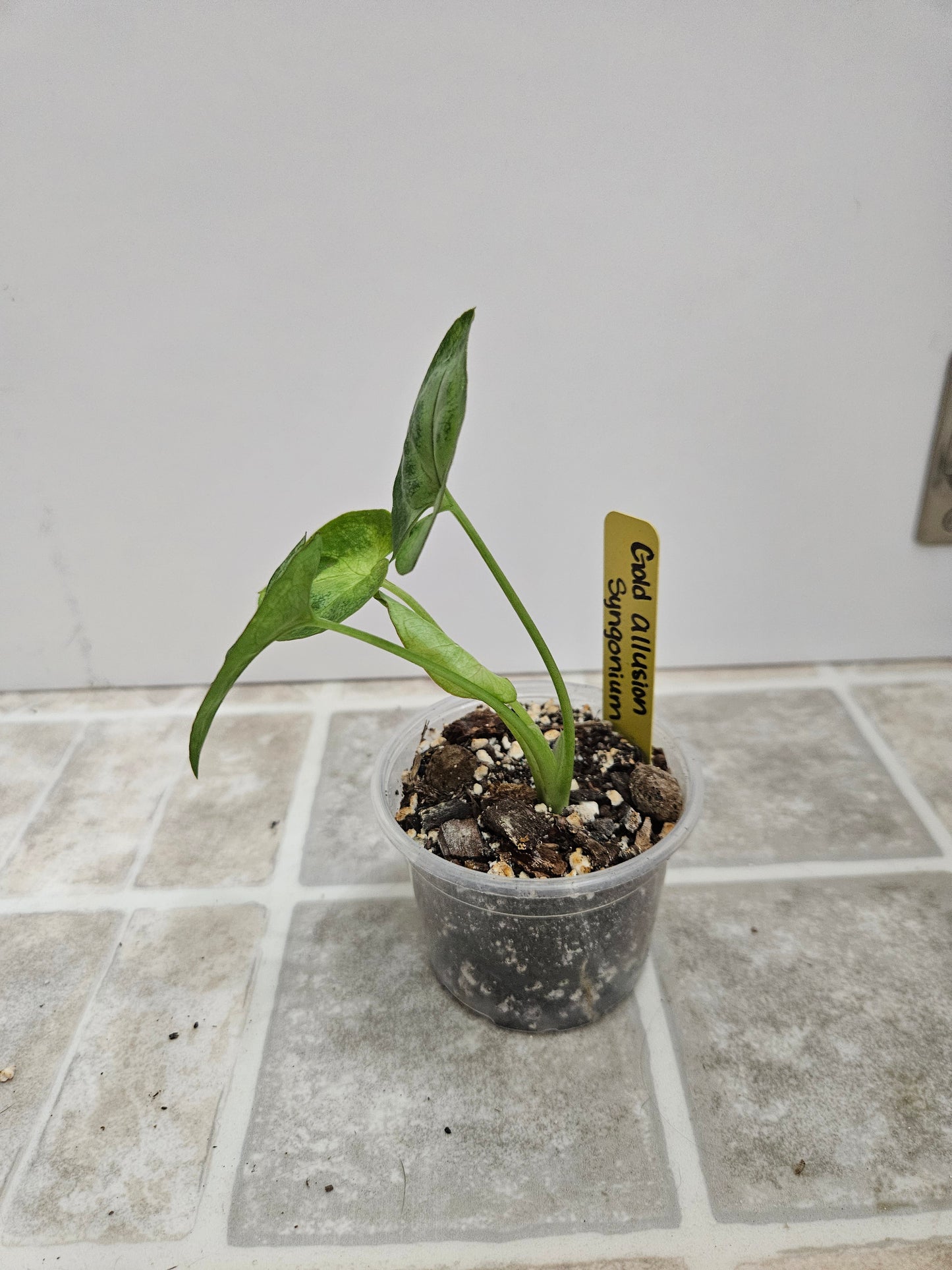 Gold Allusion Syngonium