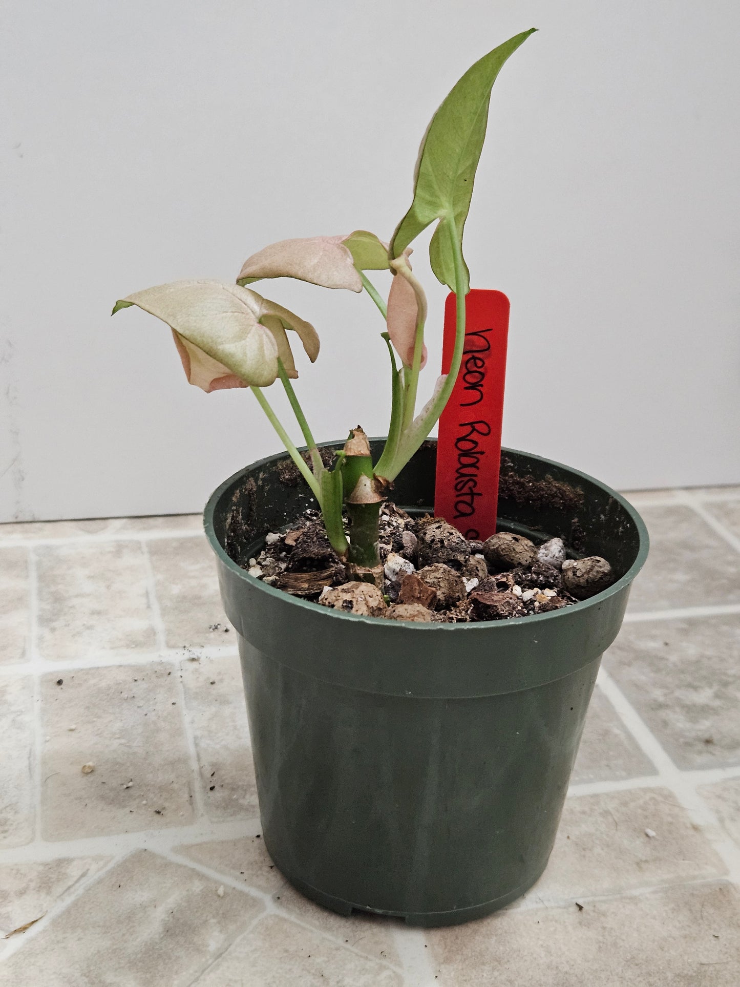 Neon Robusta Syngonium