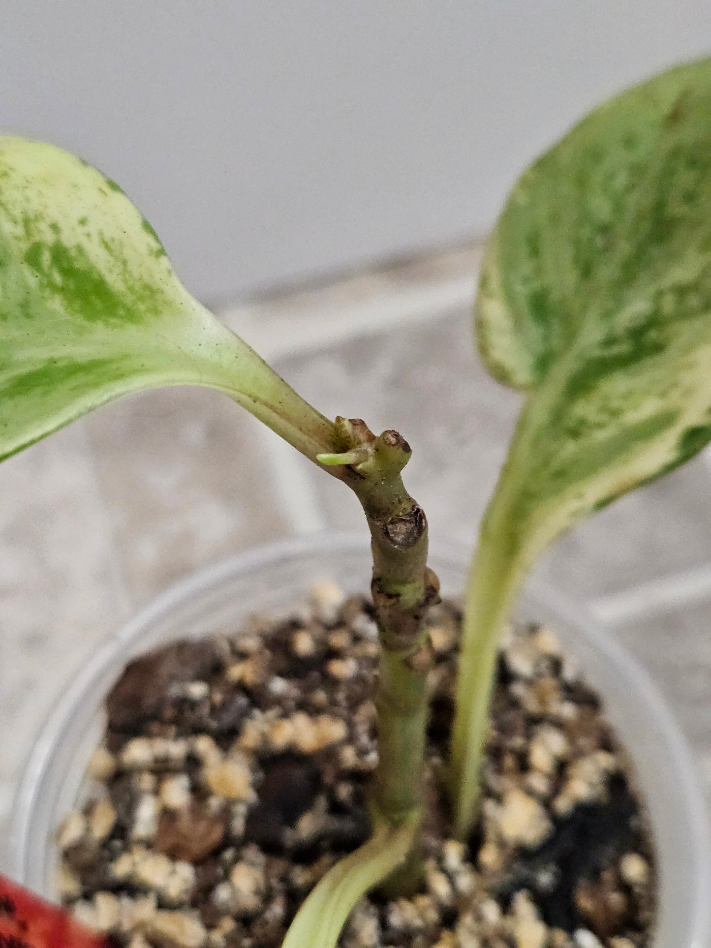 Marble Peperomia Obtusifolia