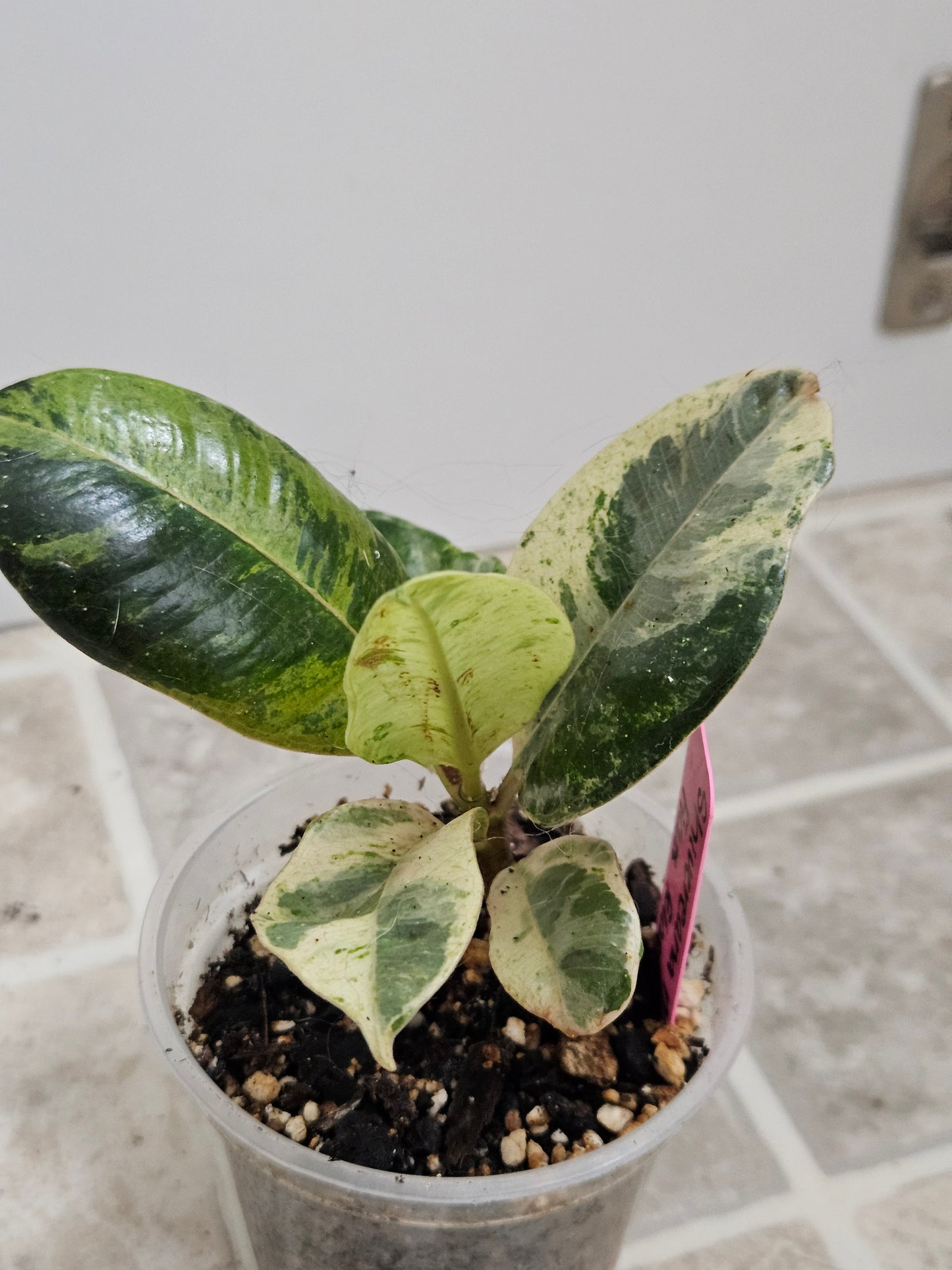 Ficus Shivereana Moonshine