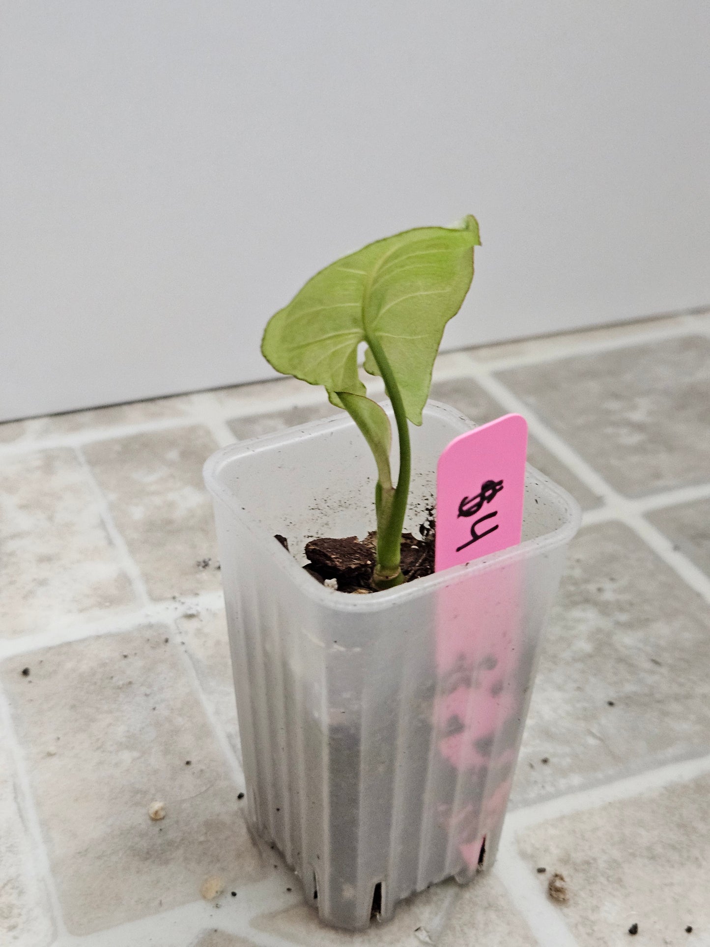 Milk Confetti Syngonium