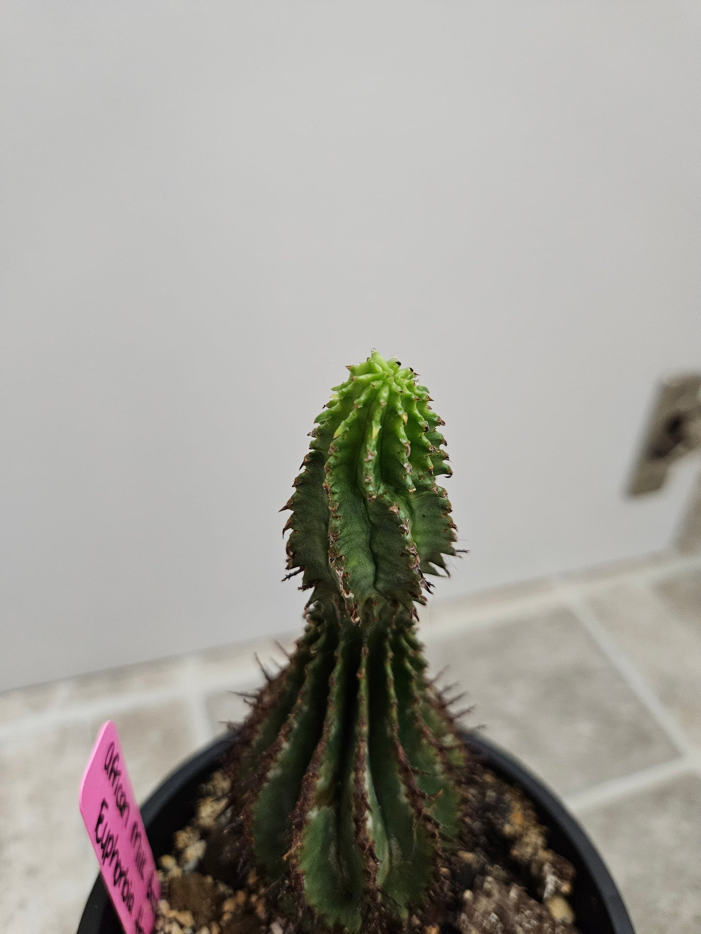 African Milk Barrel Cactus
