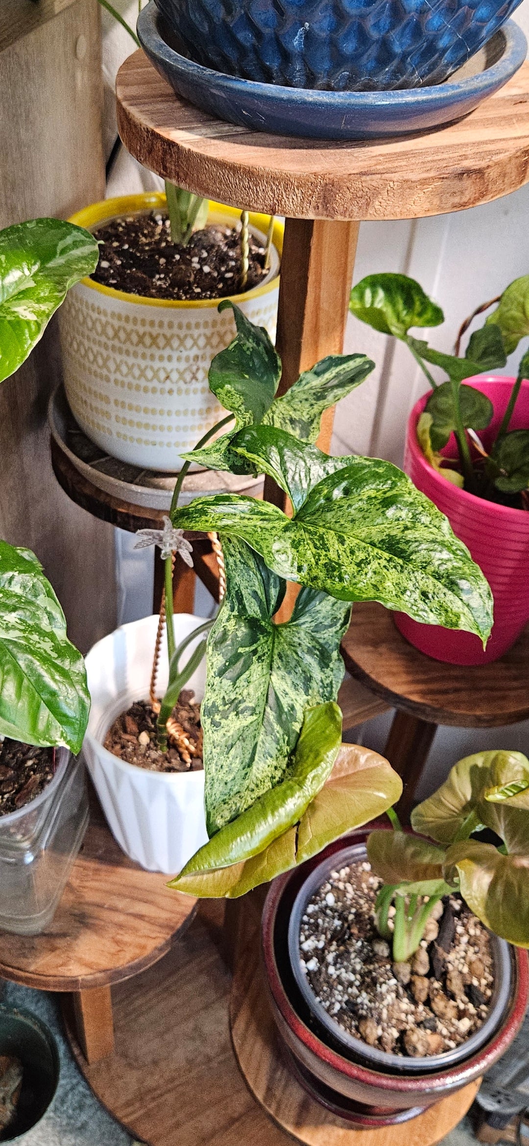 Mojito Syngonium