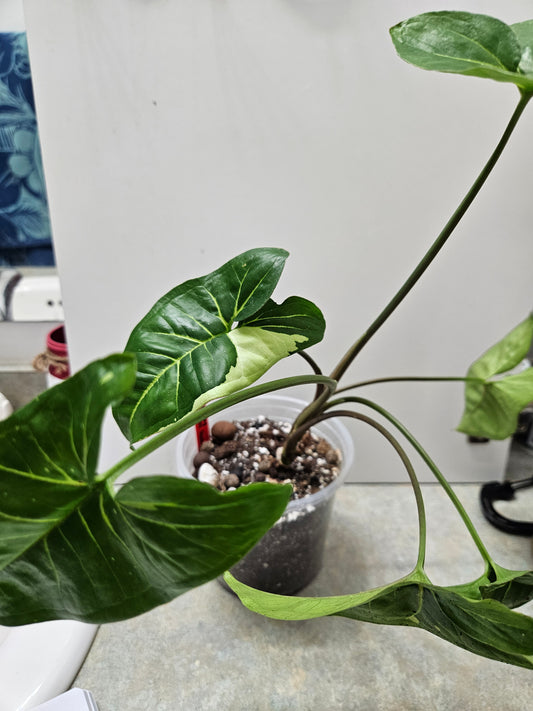 Panda Galaxy Syngonium