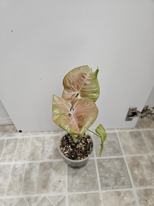 Neon Robusta Syngonium