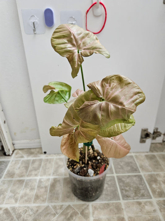 Neon Robusta Syngonium