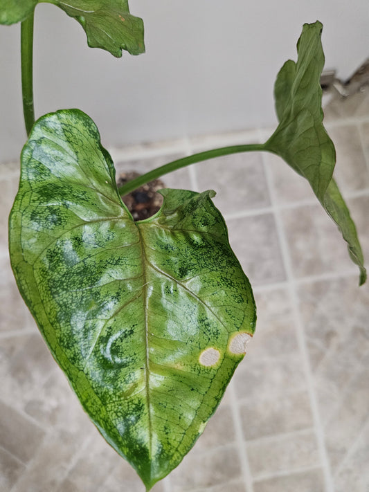 Mango Allusion Syngonium