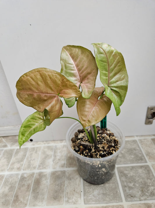 Pink Allusion Syngonium