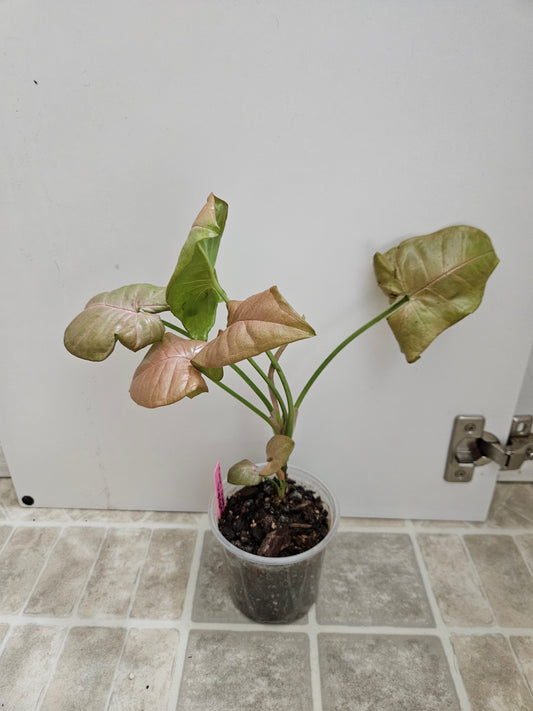 Neon Robusta Syngonium
