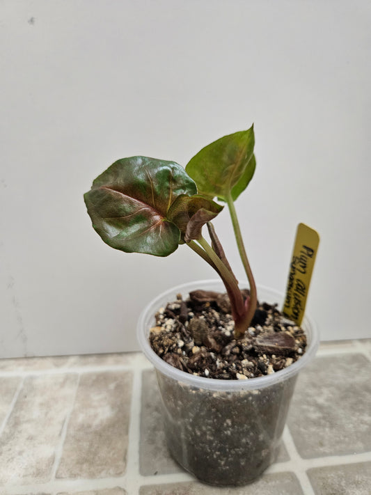 Plum Allusion Syngonium