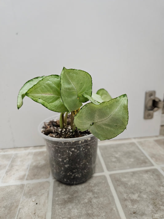Fairy Wings Syngonium