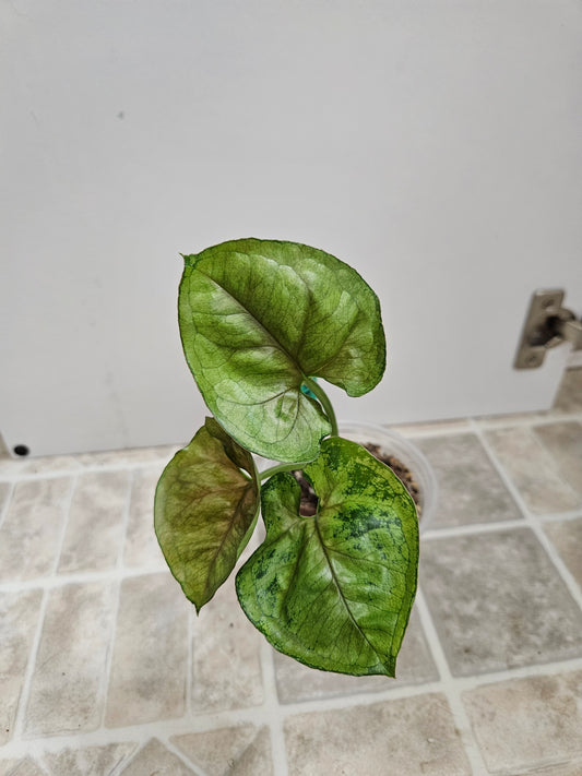 Mango Allusion Syngonium