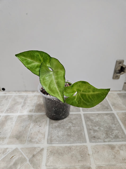 White Butterfly Syngonium