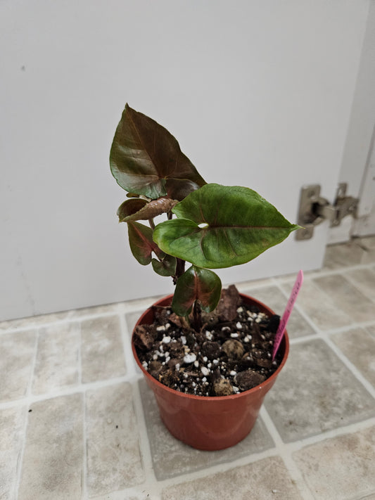Maria Bronze Syngonium