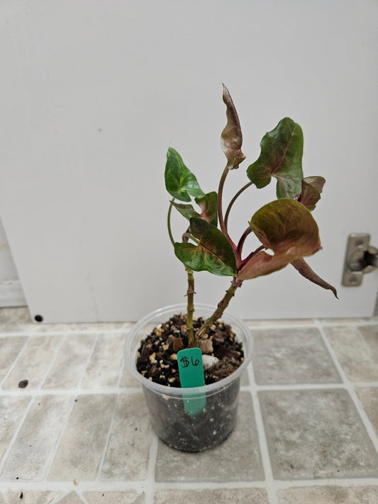 Maria Bronze Syngonium