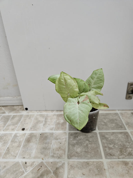 Milk Confetti Syngonium