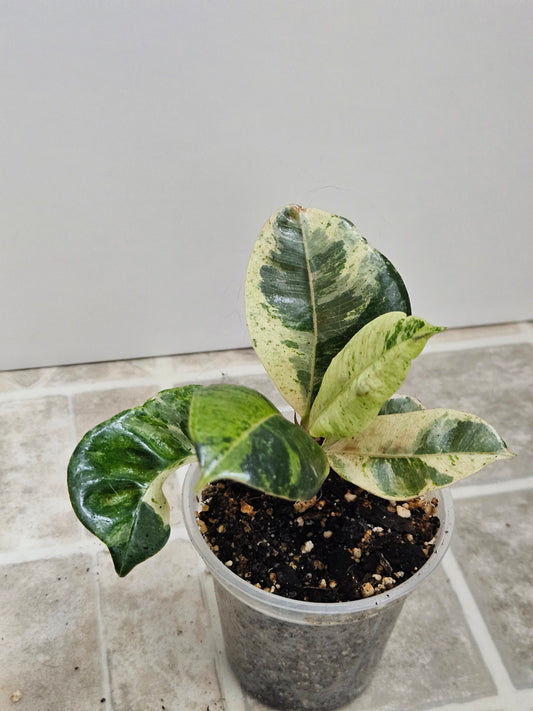Ficus Shivereana Moonshine