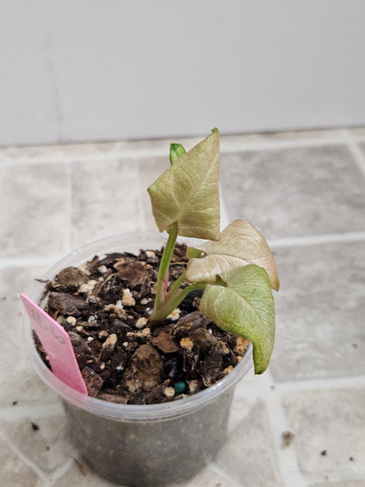 Granny Panties Syngonium