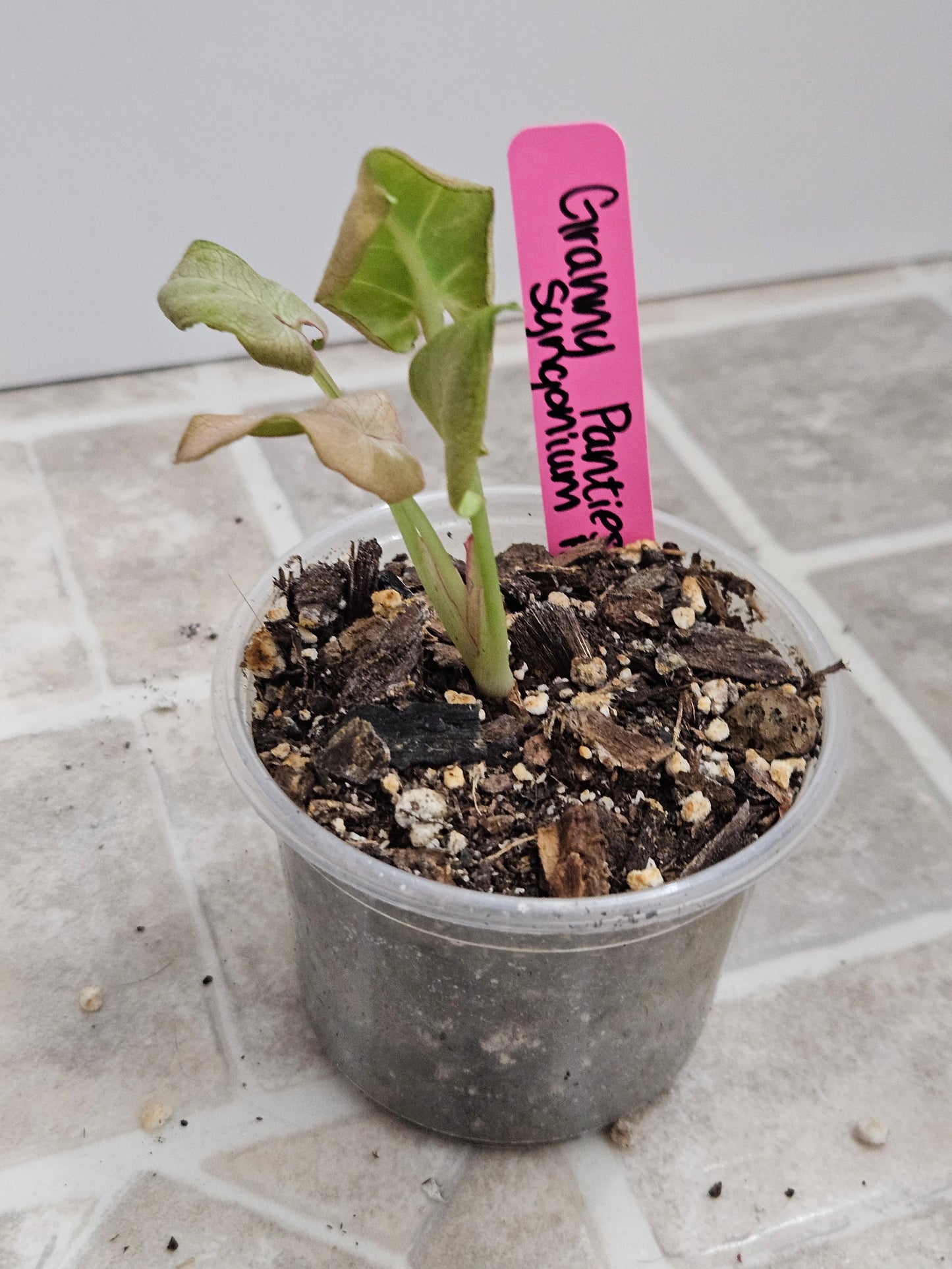 Granny Panties Syngonium