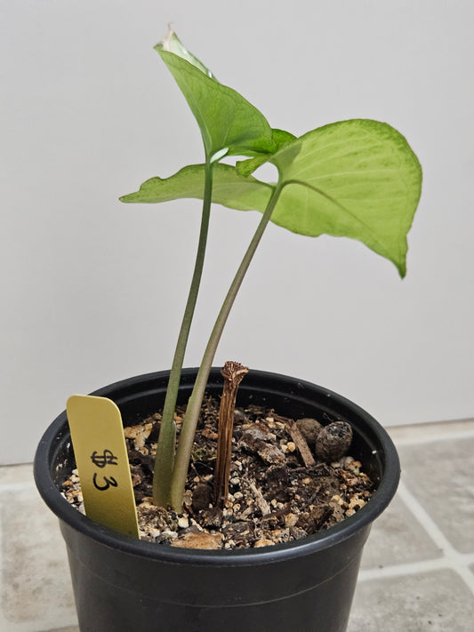White Butterfly Syngonium