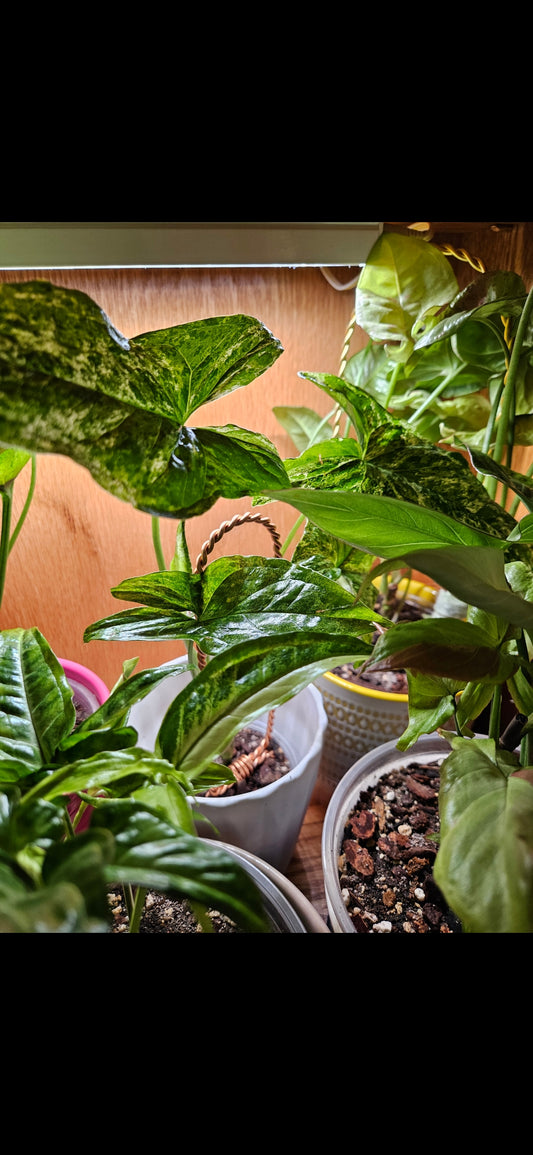 Mojito Syngonium