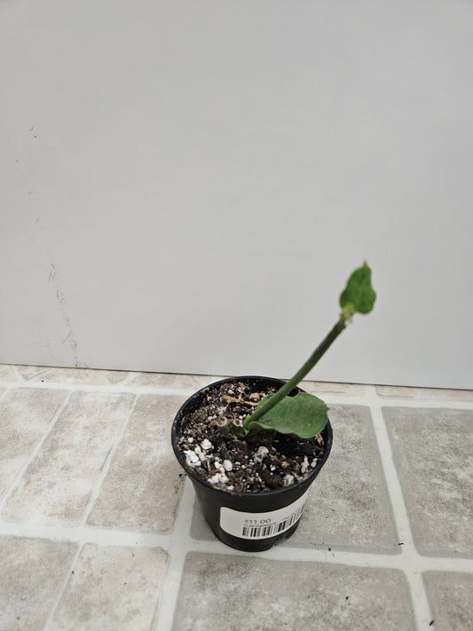 Parachute plant