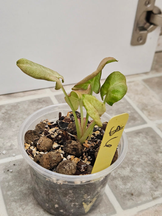 Granny Panties Syngonium