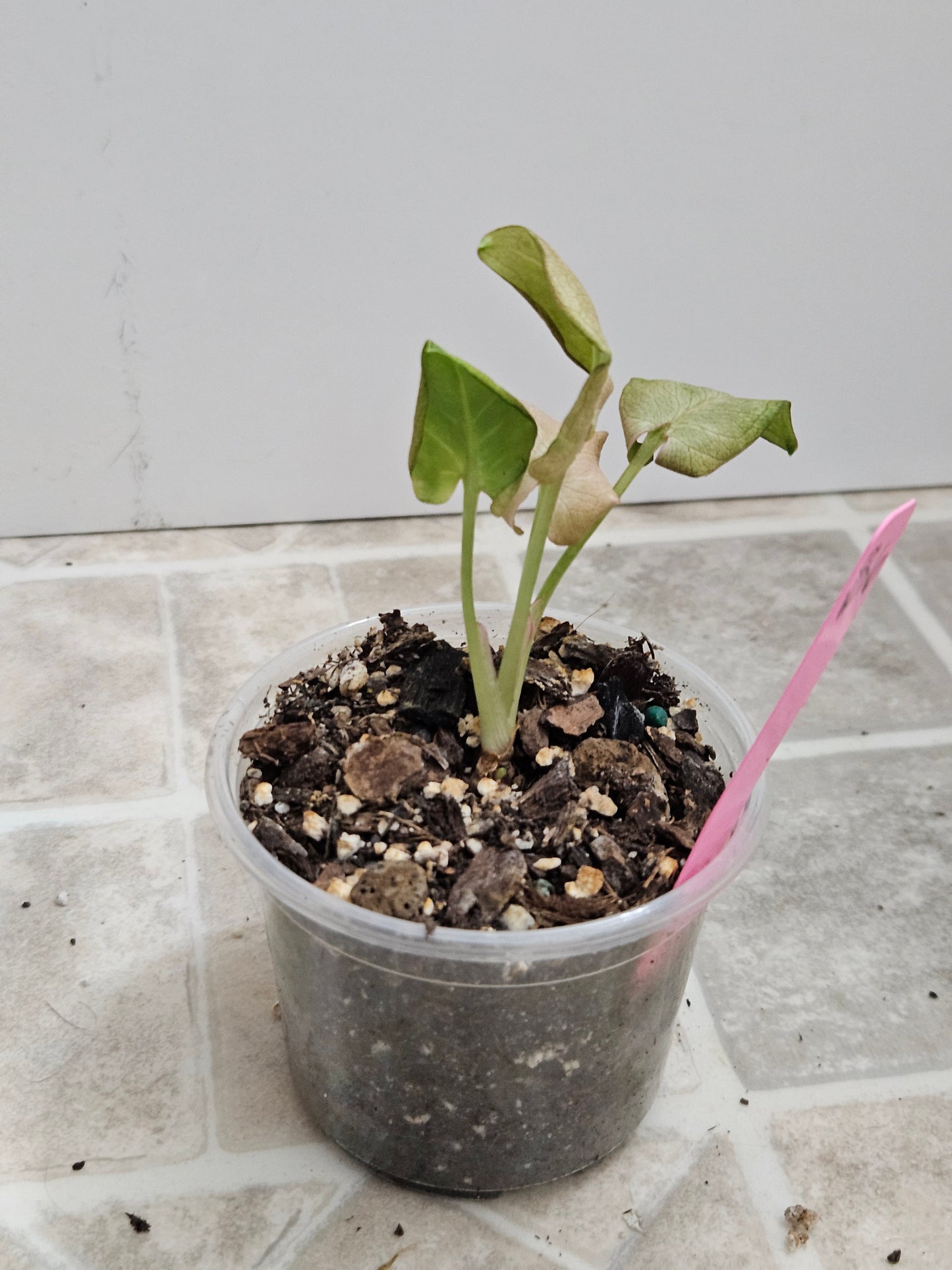 Granny Panties Syngonium