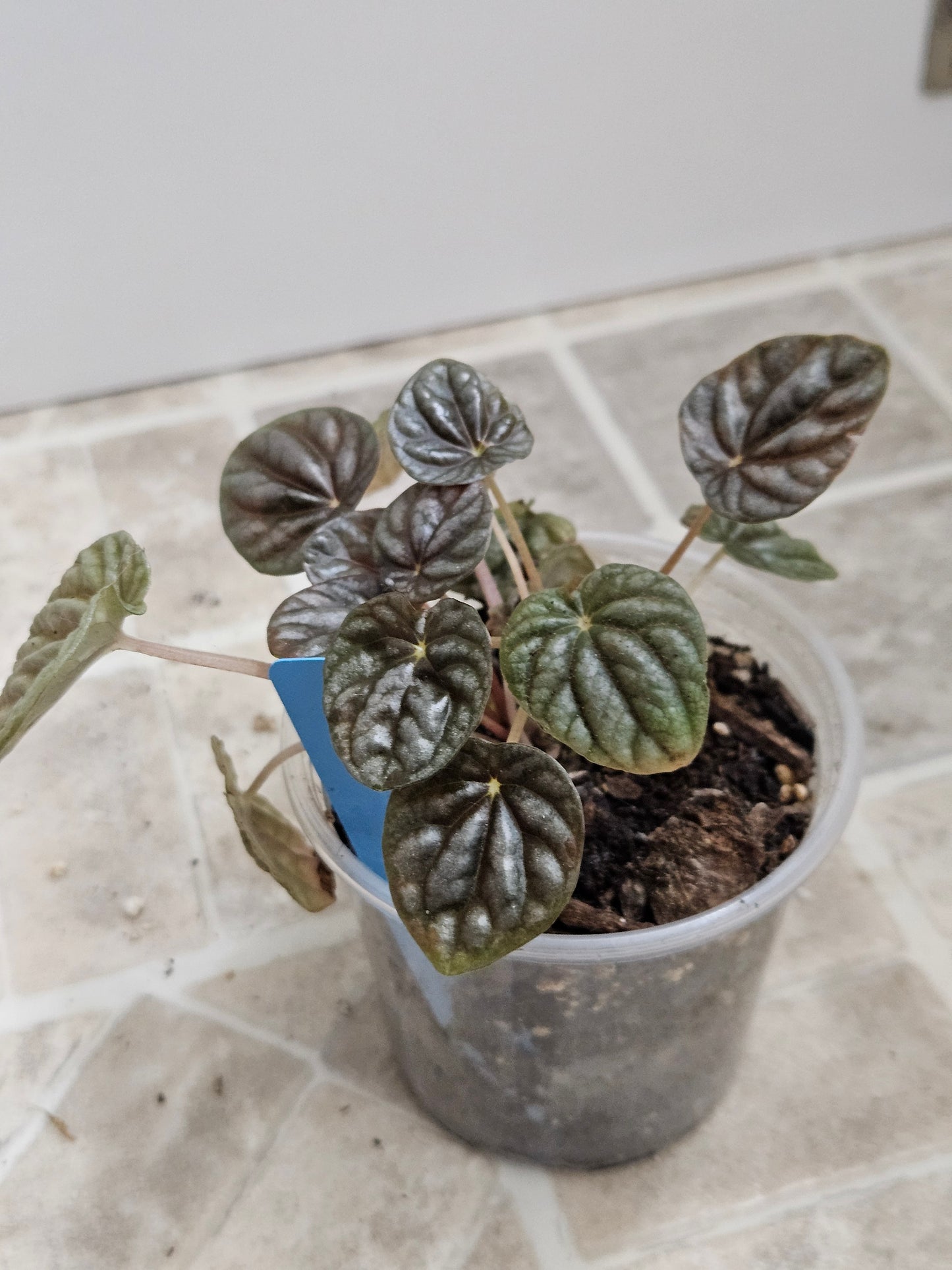 Dark Ripple Peperomia